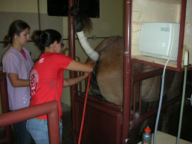 Foto 1 - VII curso de palpao e ultrassonografia equina